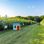 The Sunflower Field in Gibbon is in full bloom. The trails are wide and stable enough to support walkers and wheelchairs and there are lots of props to use for photo ops or spots to rest, but the blooms won’t last long so plan your visit soon!  (Staff photos by Denise Bonsack.)