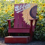The Sunflower Field in Gibbon is in full bloom. The trails are wide and stable enough to support walkers and wheelchairs and there are lots of props to use for photo ops or spots to rest, but the blooms won’t last long so plan your visit soon!  (Staff photos by Denise Bonsack.)