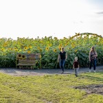 The Sunflower Field in Gibbon is in full bloom. The trails are wide and stable enough to support walkers and wheelchairs and there are lots of props to use for photo ops or spots to rest, but the blooms won’t last long so plan your visit soon!  (Staff photos by Denise Bonsack.)
