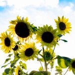 The Sunflower Field in Gibbon is in full bloom. The trails are wide and stable enough to support walkers and wheelchairs and there are lots of props to use for photo ops or spots to rest, but the blooms won’t last long so plan your visit soon!  (Staff photos by Denise Bonsack.)