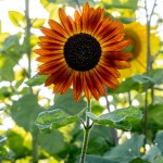 The Sunflower Field in Gibbon is in full bloom. The trails are wide and stable enough to support walkers and wheelchairs and there are lots of props to use for photo ops or spots to rest, but the blooms won’t last long so plan your visit soon!  (Staff photos by Denise Bonsack.)