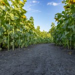 The Sunflower Field in Gibbon is in full bloom. The trails are wide and stable enough to support walkers and wheelchairs and there are lots of props to use for photo ops or spots to rest, but the blooms won’t last long so plan your visit soon!  (Staff photos by Denise Bonsack.)