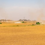 Fall harvest has begun in our area. The landscape is buzzing with equipment from combines to semis to tractors and grain carts or gravity boxes. The photo above was taken west of Gibbon. Please keep an eye out for slow moving vehicles and share the road with farm equipment as farmers work to get their crops harvested.