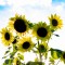 The Sunflower Field in Gibbon is in full bloom. The trails are wide and stable enough to support walkers and wheelchairs and there are lots of props to use for photo ops or spots to rest, but the blooms won’t last long so plan your visit soon!  (Staff photos by Denise Bonsack.)