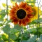 The Sunflower Field in Gibbon is in full bloom. The trails are wide and stable enough to support walkers and wheelchairs and there are lots of props to use for photo ops or spots to rest, but the blooms won’t last long so plan your visit soon!  (Staff photos by Denise Bonsack.)