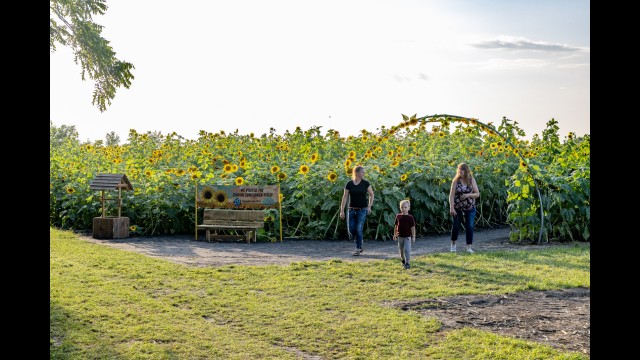 The Sunflower Field in Gibbon is in full bloom. The trails are wide and stable enough to support walkers and wheelchairs and there are lots of props to use for photo ops or spots to rest, but the blooms won’t last long so plan your visit soon!  (Staff photos by Denise Bonsack.)